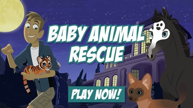 Baby Animal Rescue